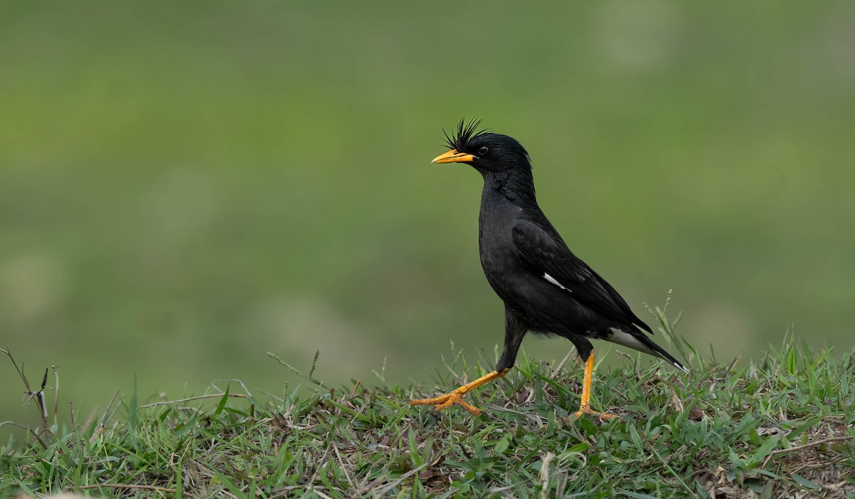 Great Myna - VIJAY S