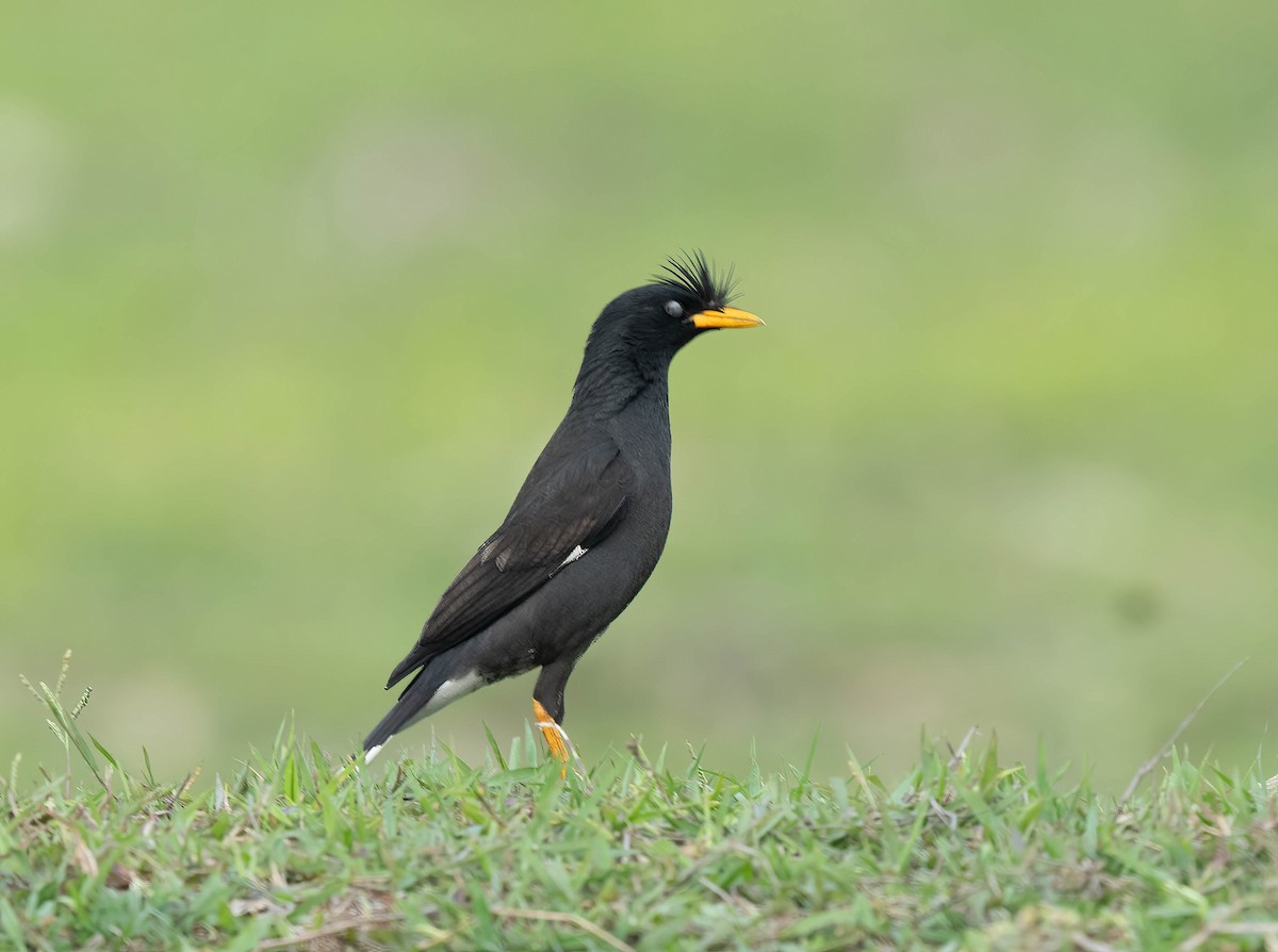 Great Myna - VIJAY S