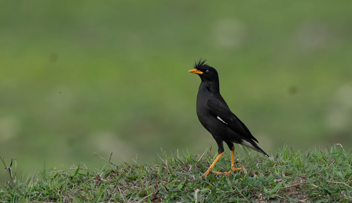 Great Myna - ML618246900