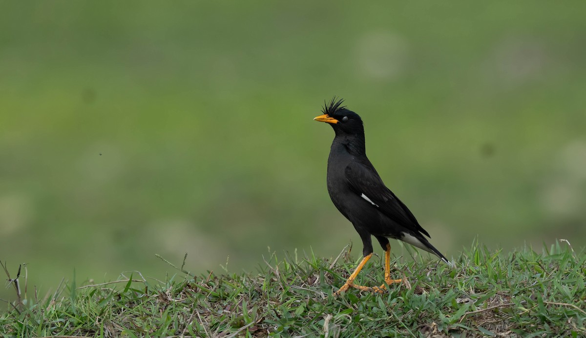 Great Myna - VIJAY S