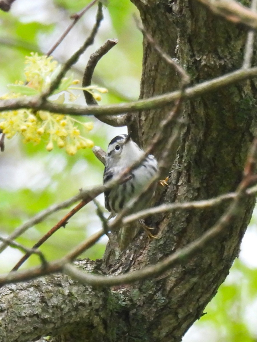 Black-and-white Warbler - Jennifer Wilson-Pines