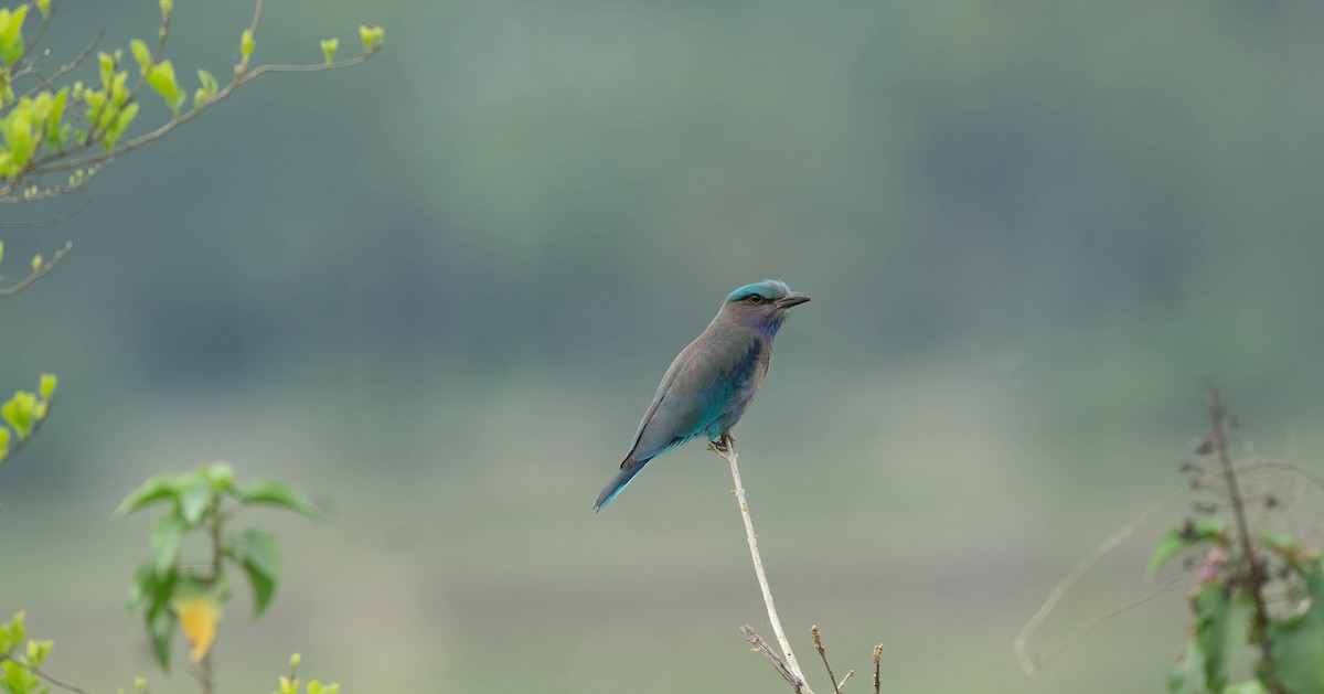 Indochinese Roller - VIJAY S