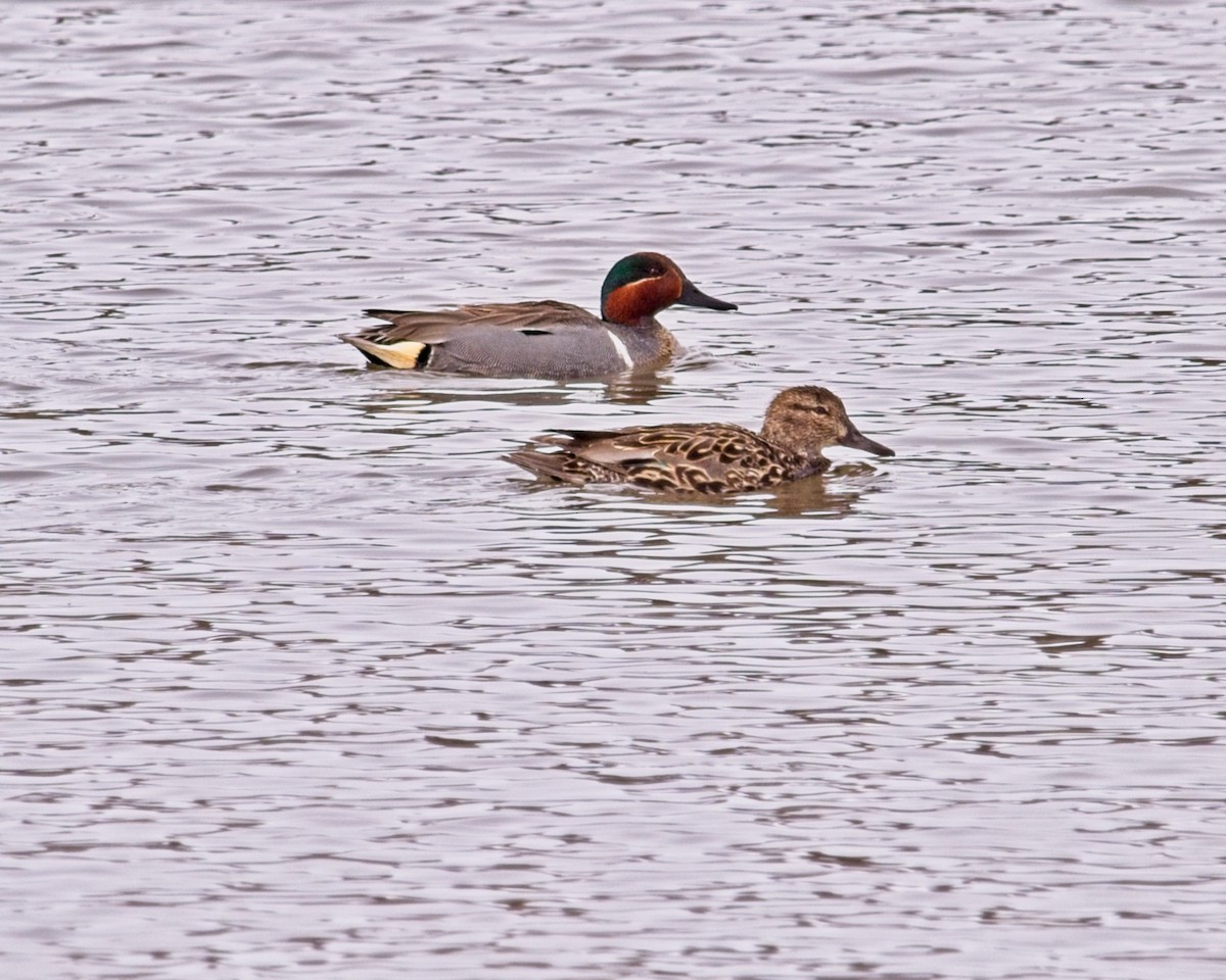 Green-winged Teal - Frank Letniowski