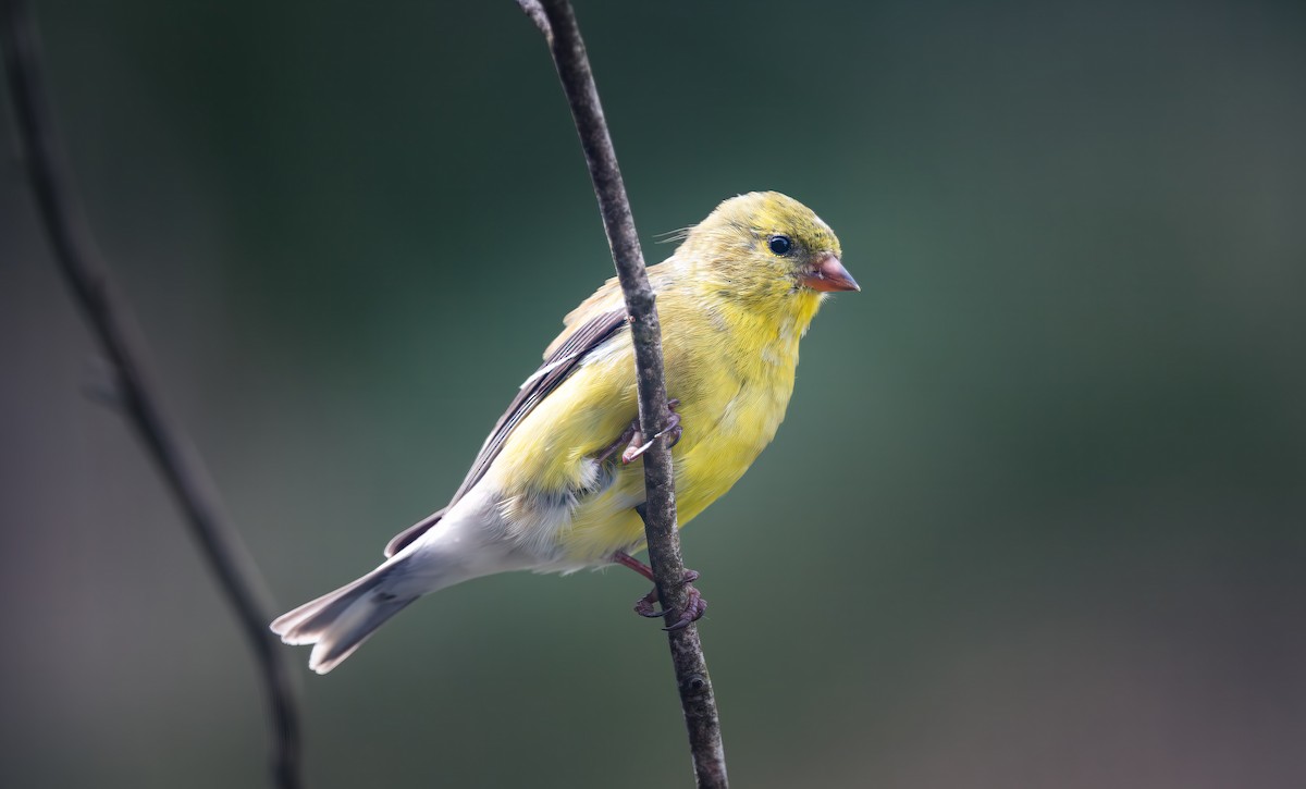 American Goldfinch - Harvey Fielder