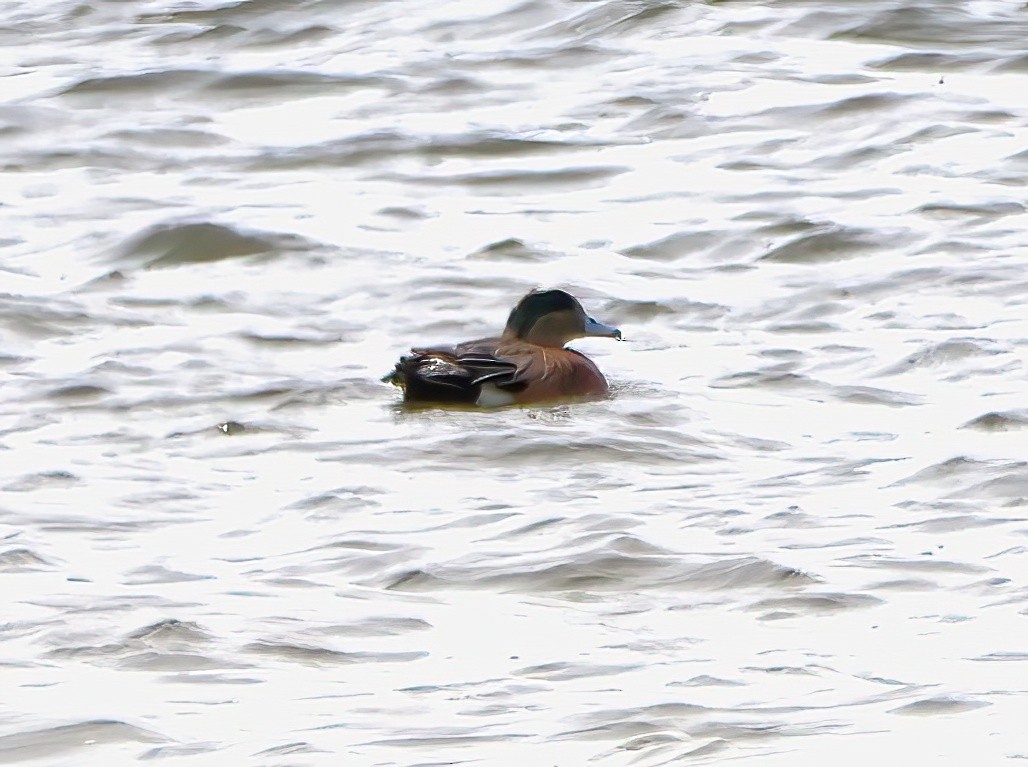 American Wigeon - ML618246951