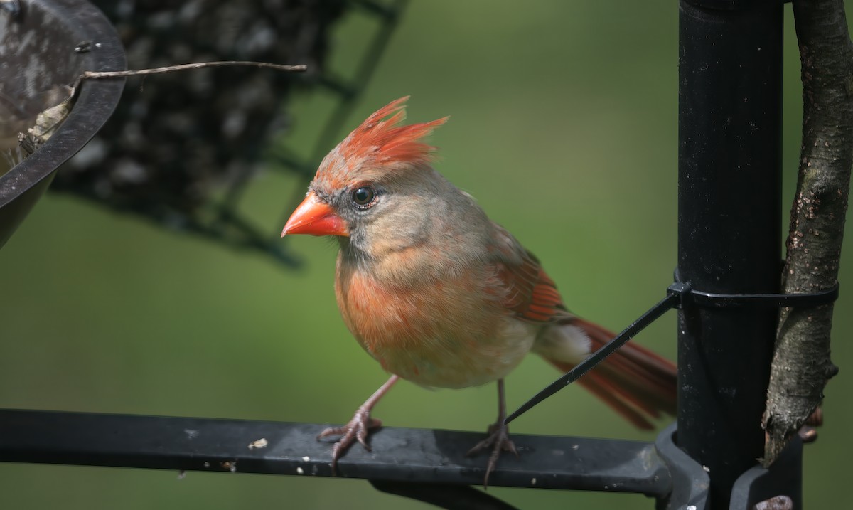 Northern Cardinal - Harvey Fielder