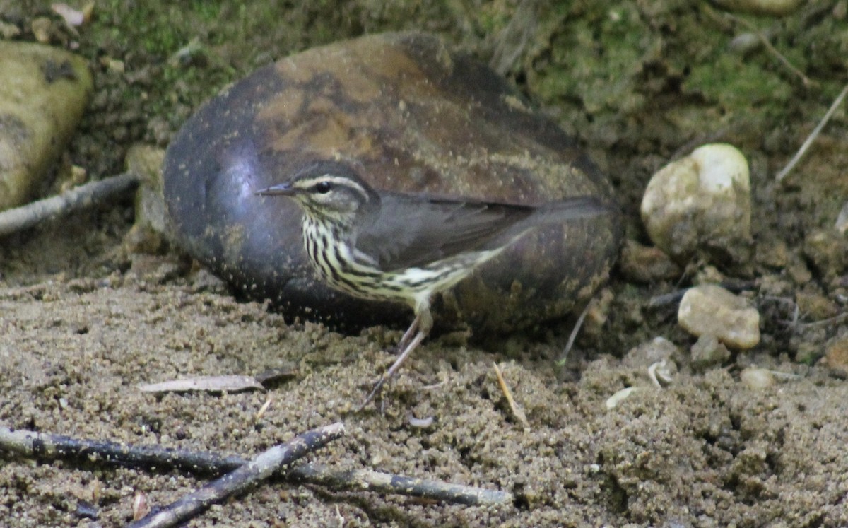 Northern Waterthrush - Jeremy Peters