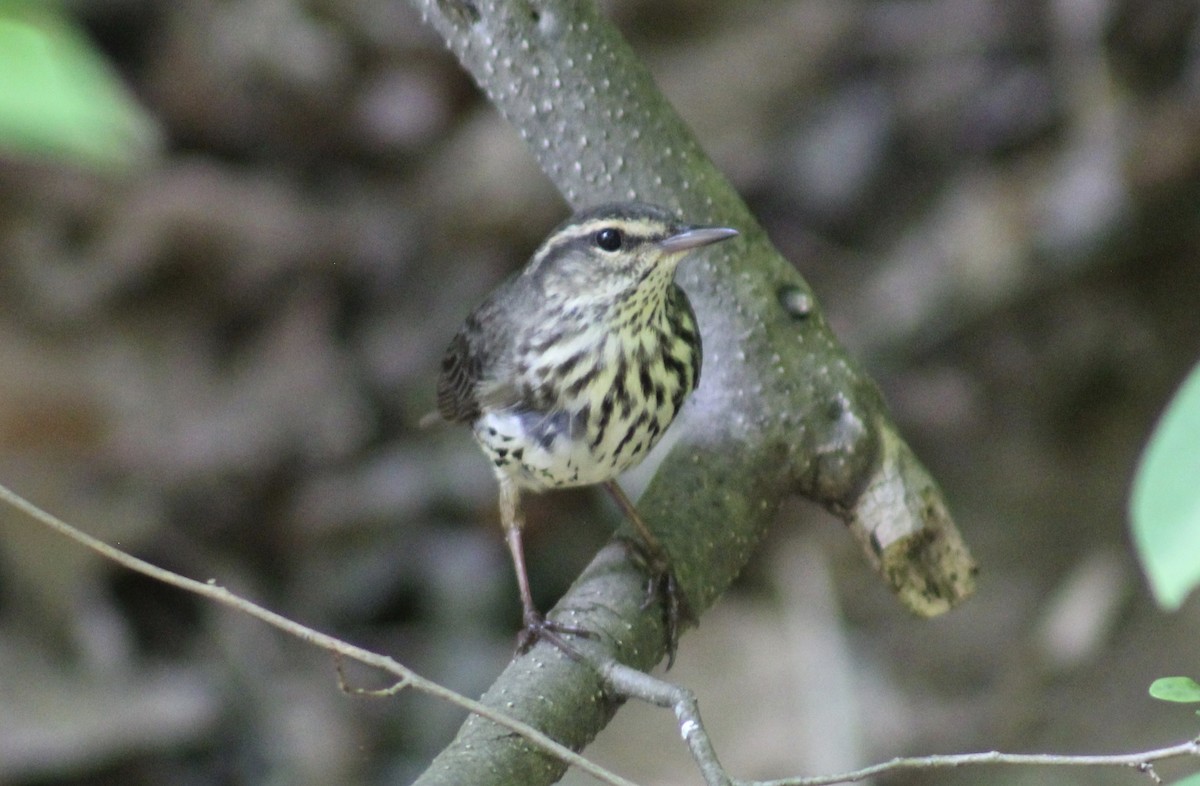 Northern Waterthrush - Jeremy Peters