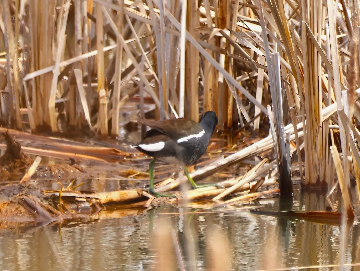 Common Gallinule - Eric Patry