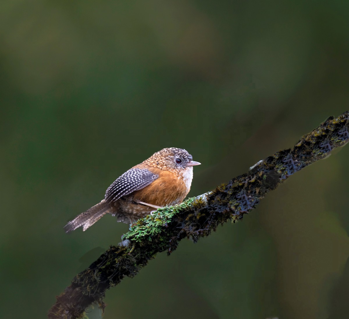 Bar-winged Wren-Babbler - VIJAY S