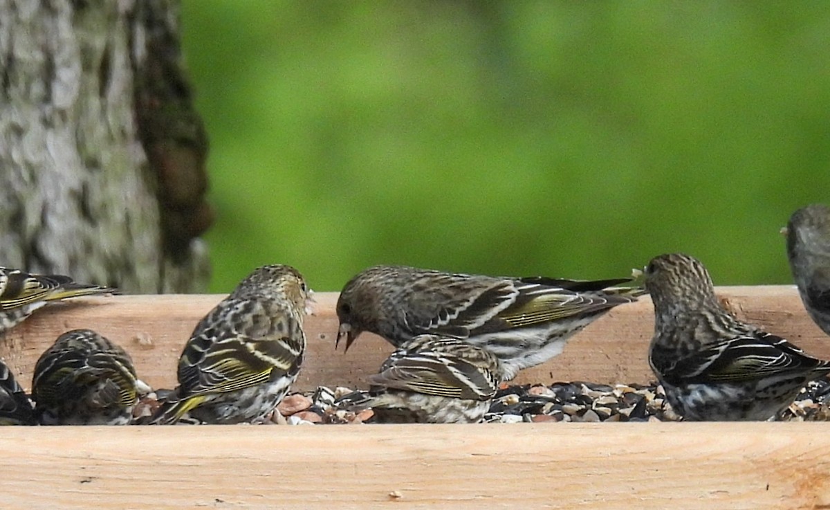 Pine Siskin - ML618247000