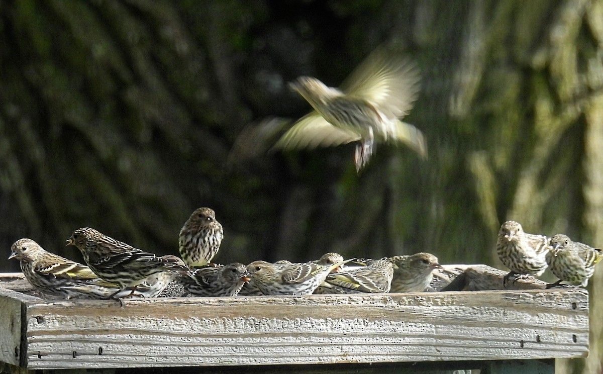 Pine Siskin - ML618247001