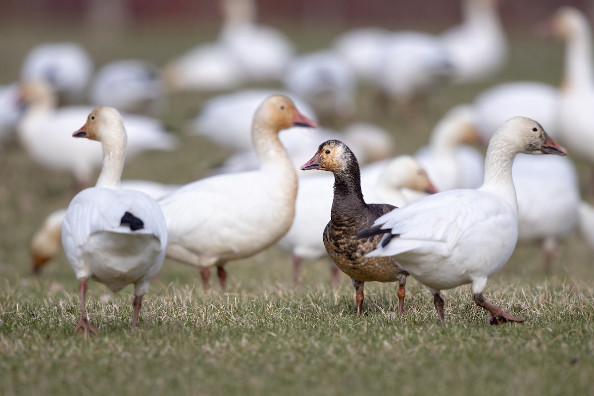 Snow x Ross's Goose (hybrid) - ML618247002