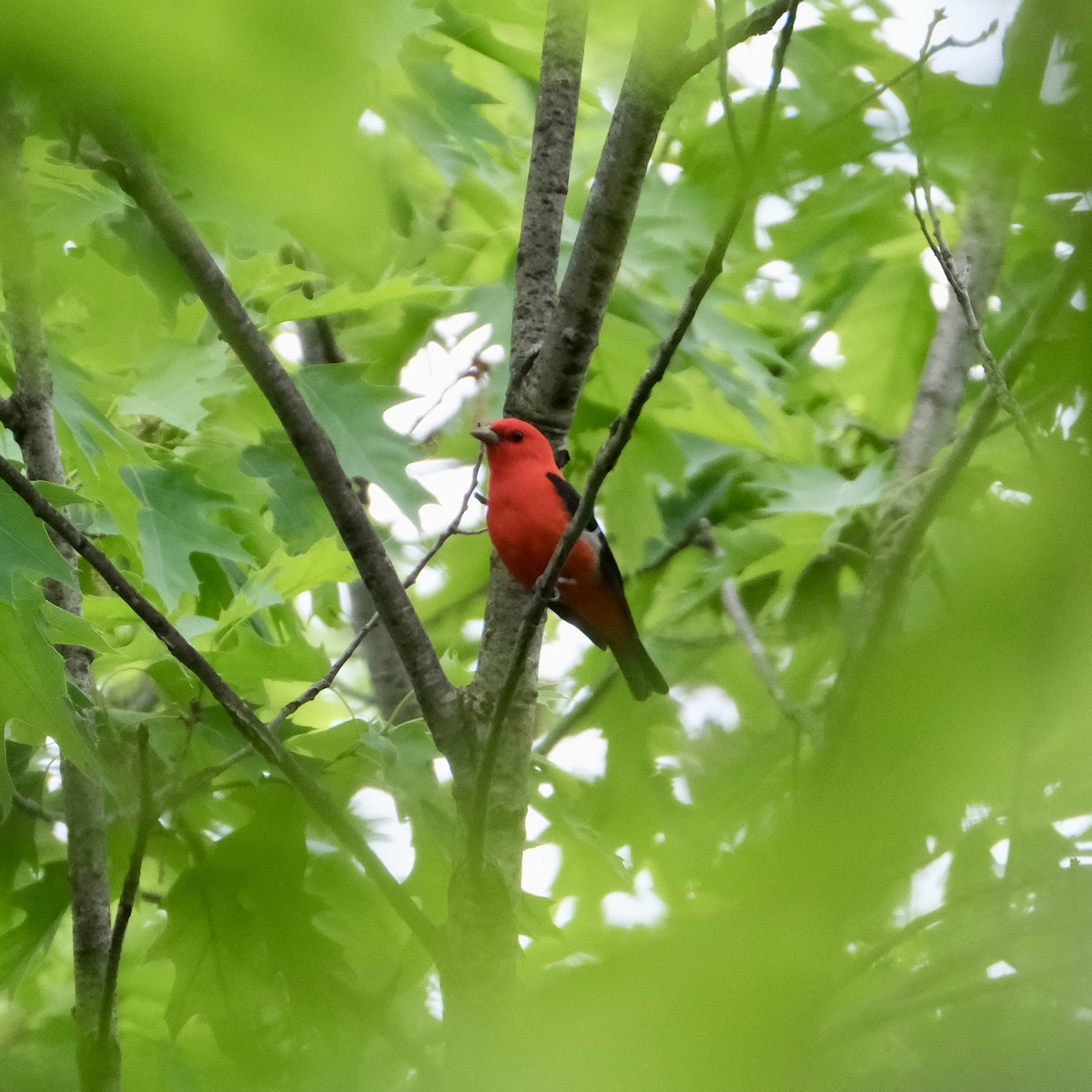 Scarlet Tanager - Emily Wiggans