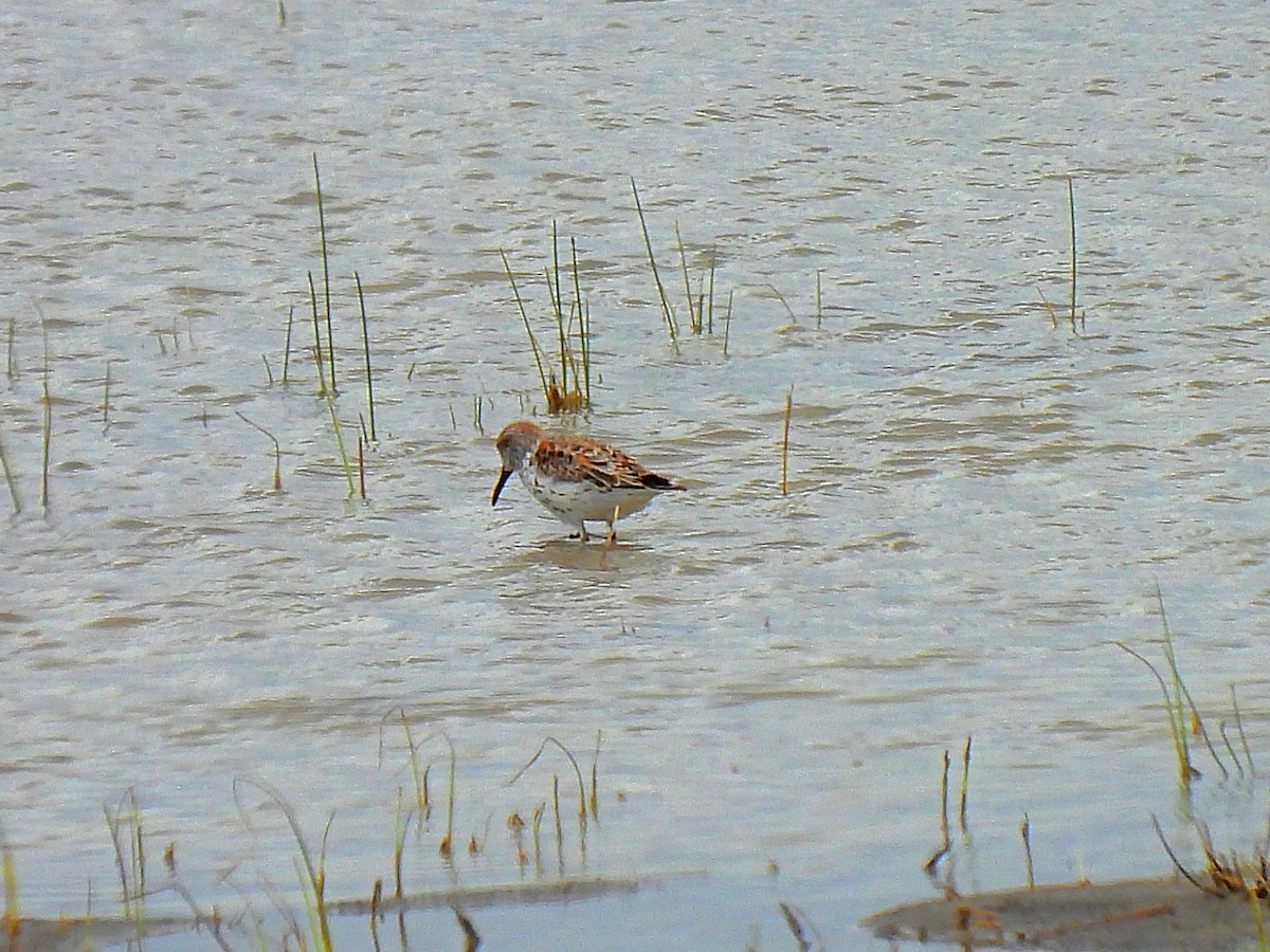 西濱鷸 - ML618247017