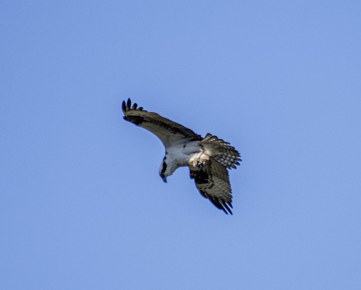 Osprey - Estela Quintero-Weldon