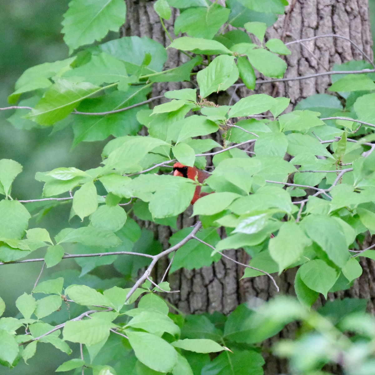 Northern Cardinal - Emily Wiggans