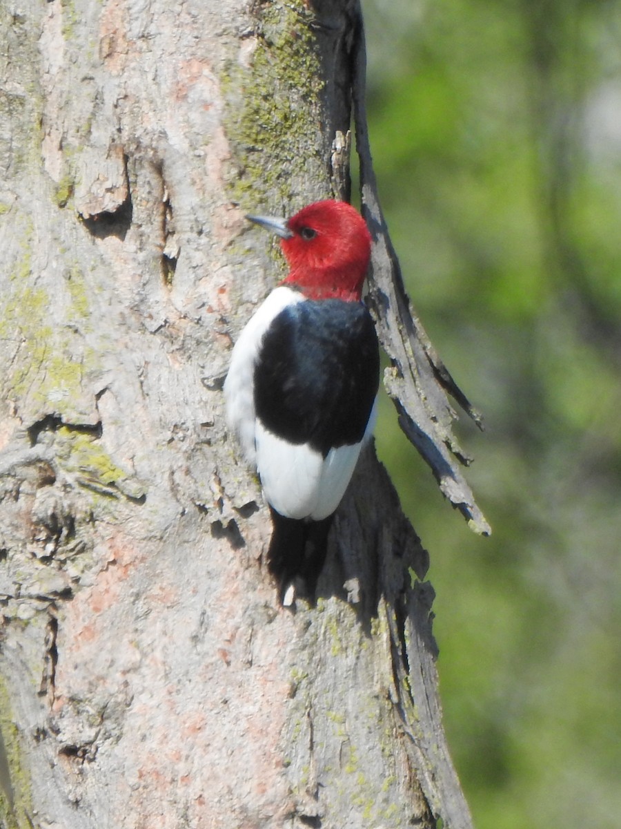 Red-headed Woodpecker - Vinod Babu