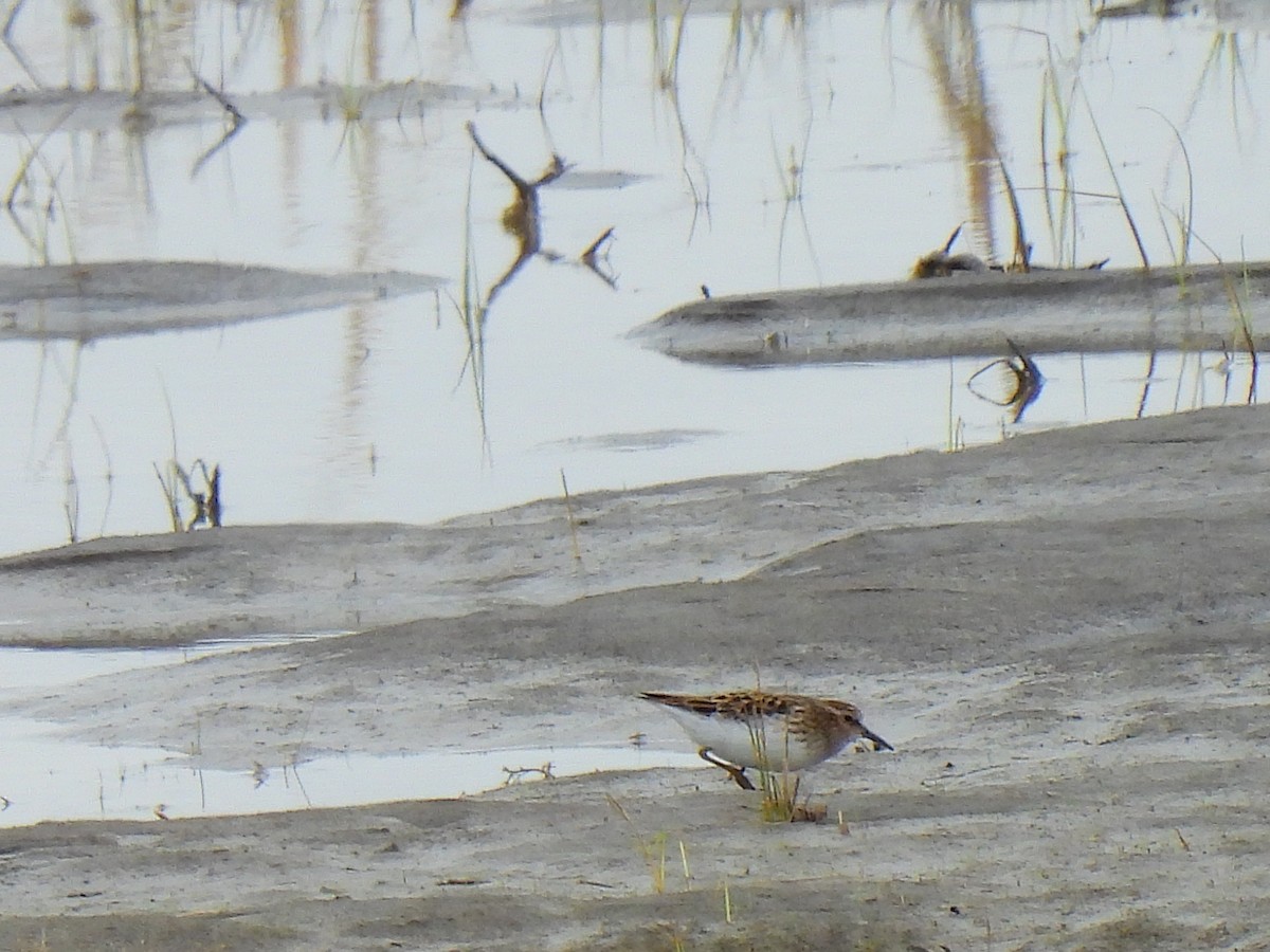 Least Sandpiper - ML618247090