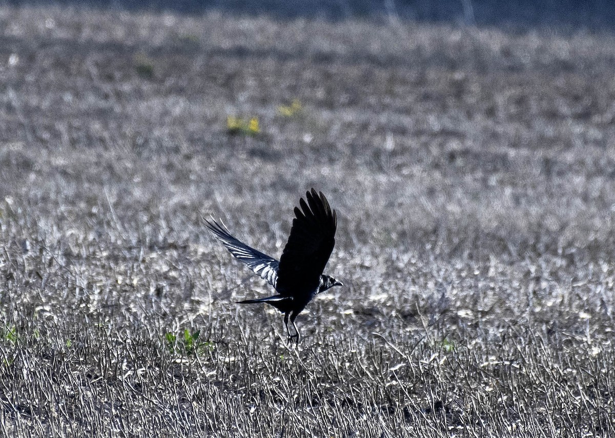 American Crow - Estela Quintero-Weldon