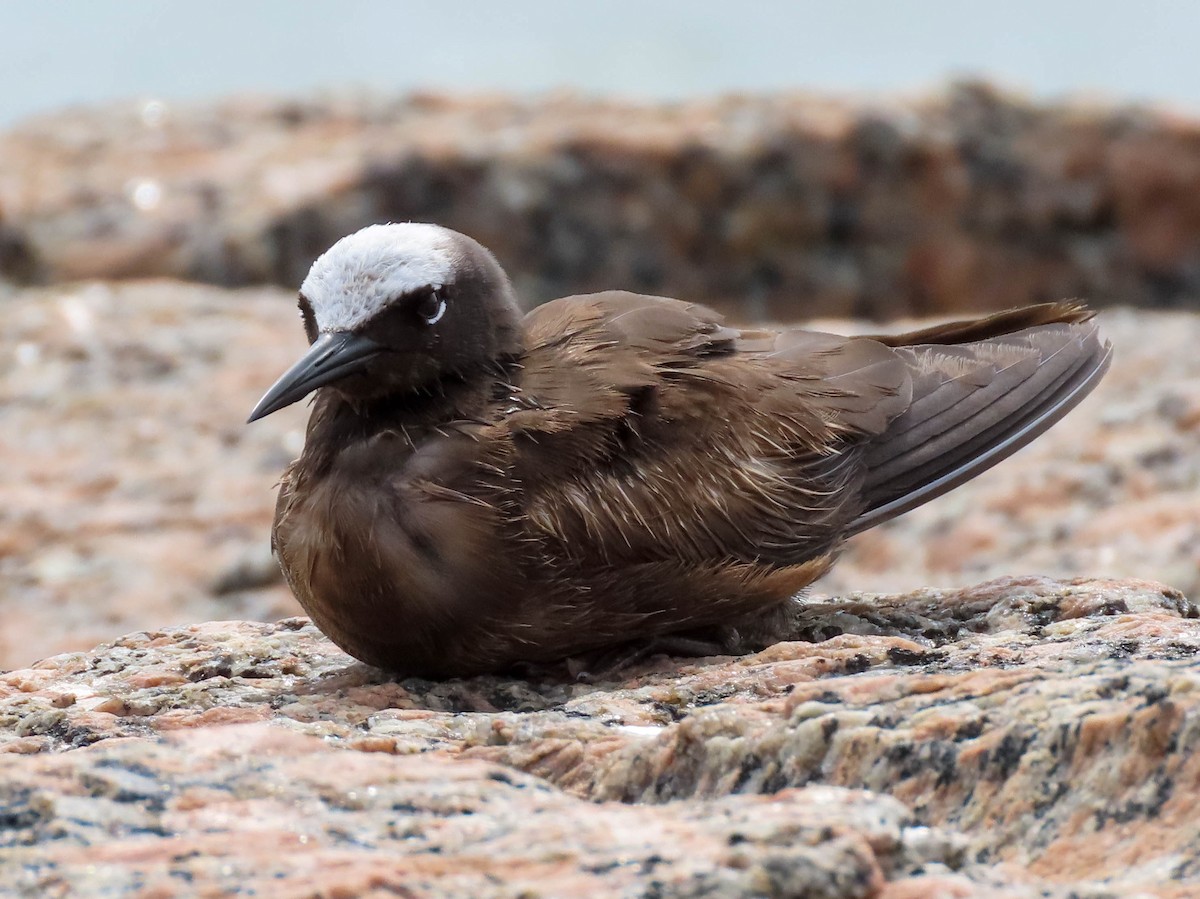 Black Noddy - Tira Overstreet