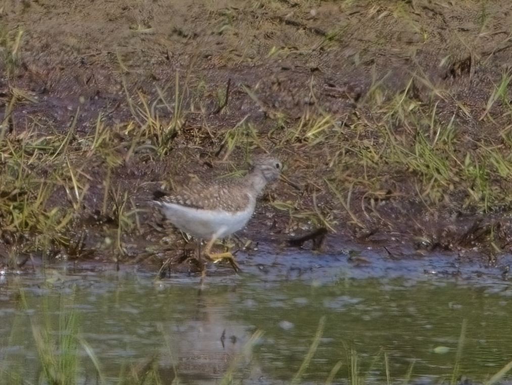 Solitary Sandpiper - Blair Bernson