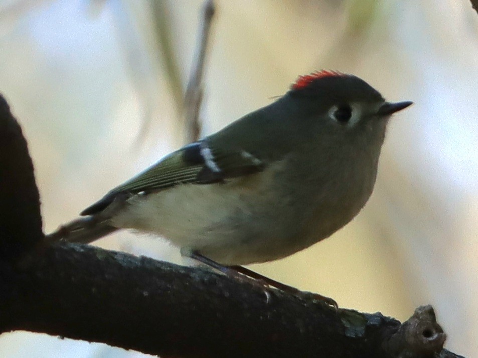 Ruby-crowned Kinglet - Gilles DeSuisse