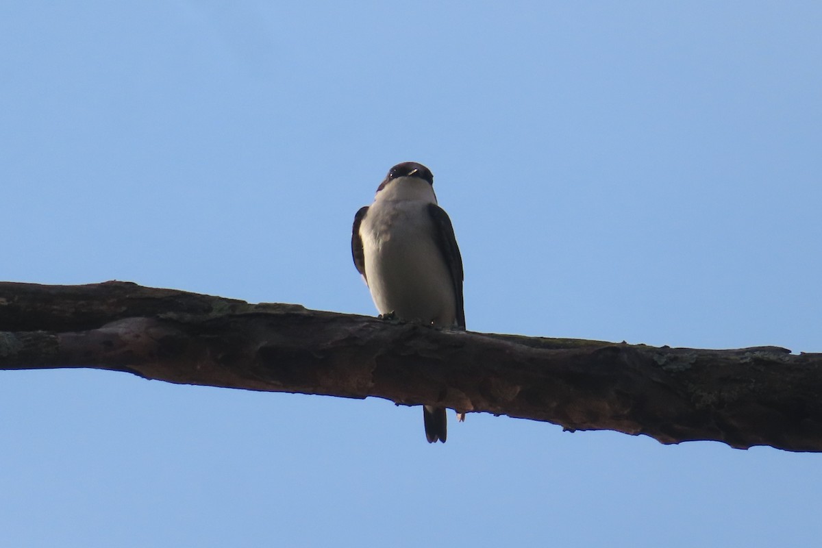 Tree Swallow - Margaret Higbee