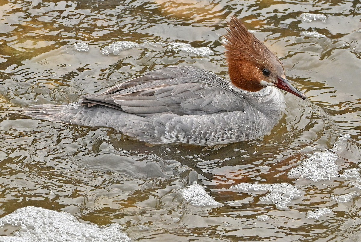 Common Merganser - Wayne Oakes