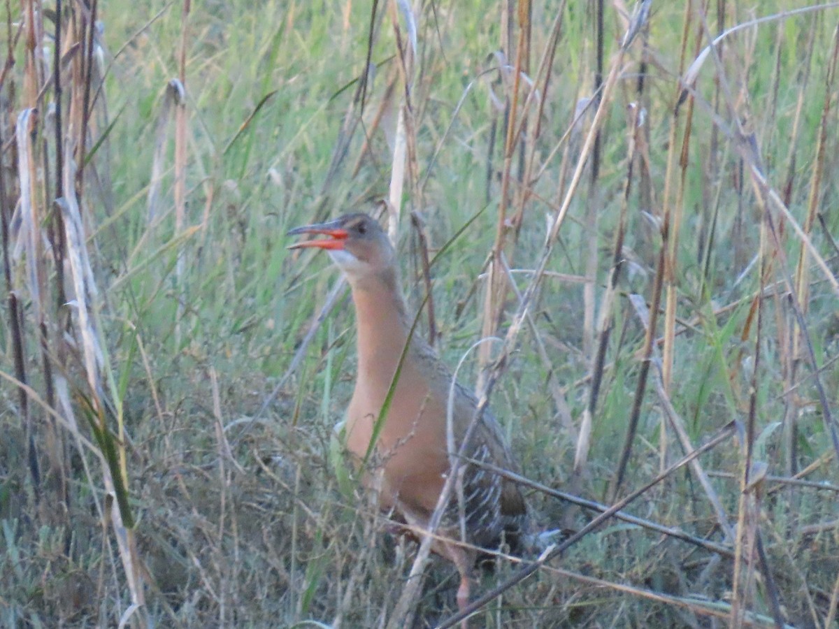 Ridgway's Rail - ML618247194