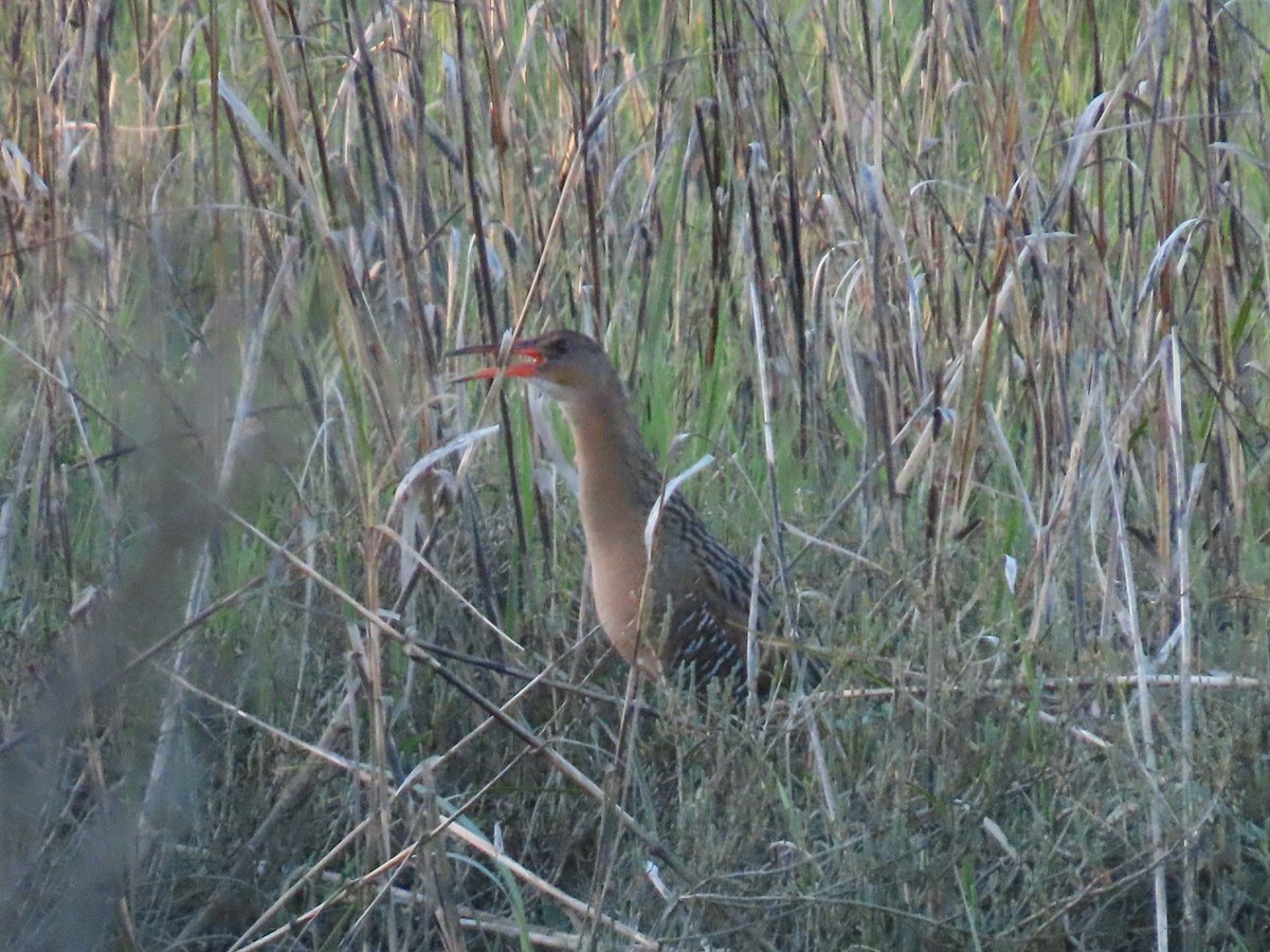 Ridgway's Rail - ML618247195