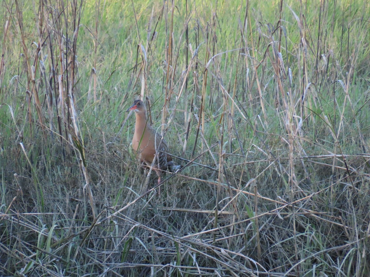 Ridgway's Rail - ML618247197