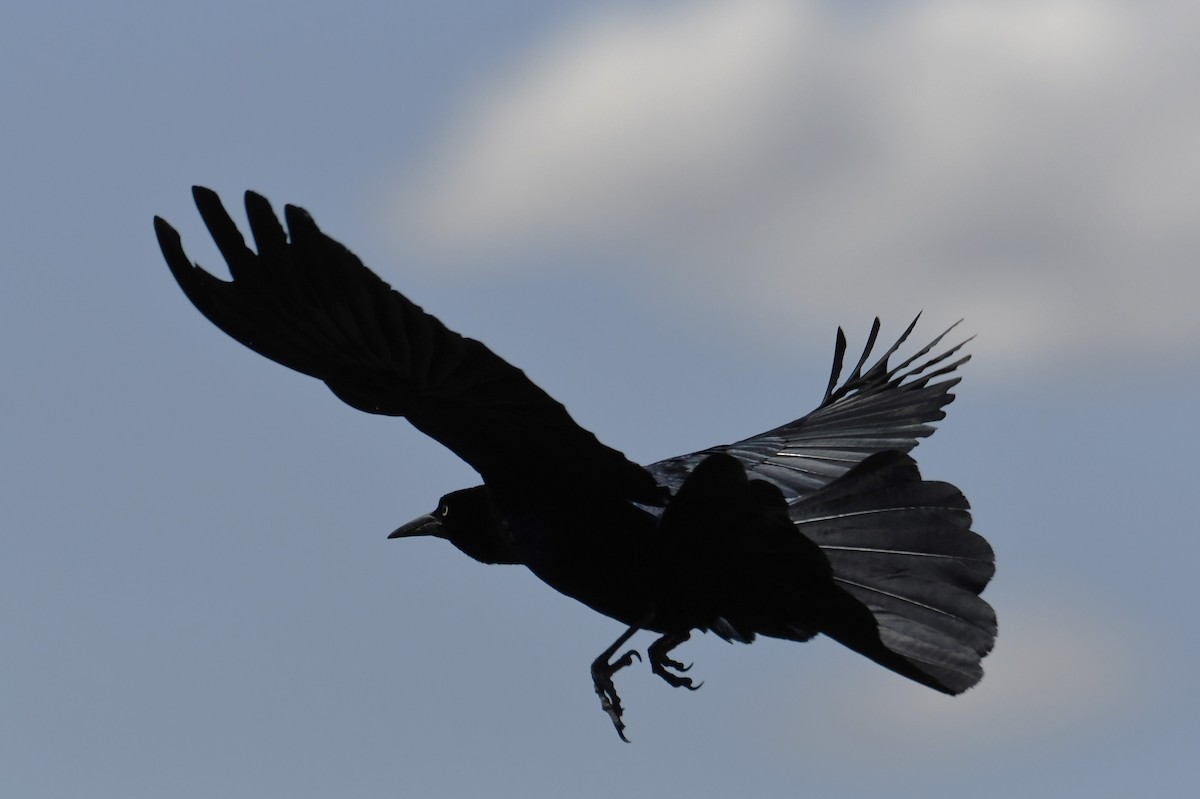 Great-tailed Grackle - Colin Dillingham