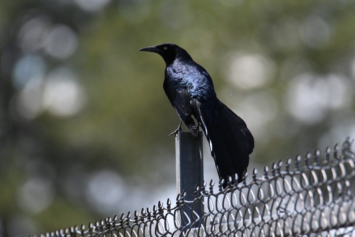 Great-tailed Grackle - Colin Dillingham