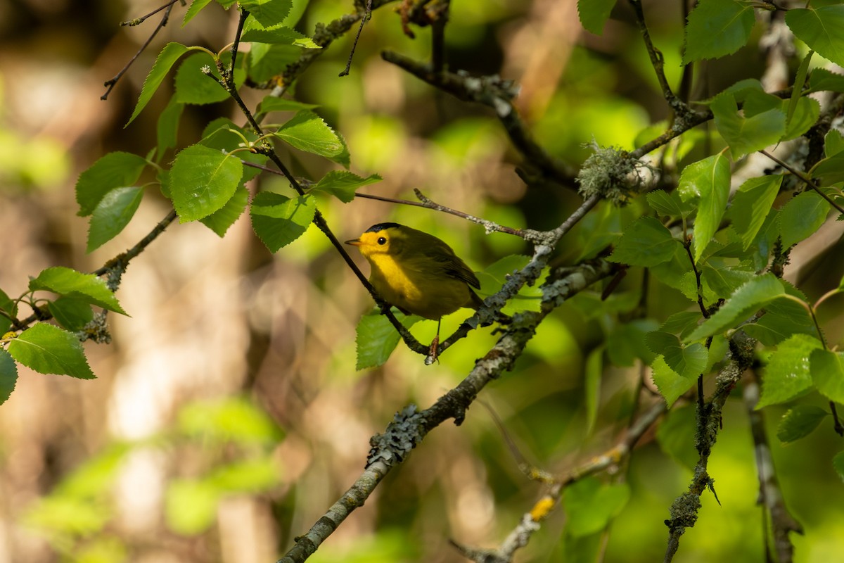 Wilson's Warbler - ML618247216