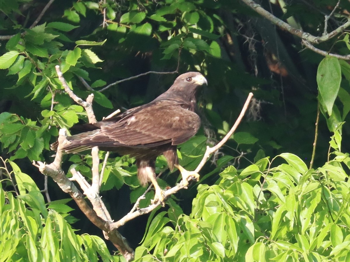 Short-tailed Hawk - Michael Brothers