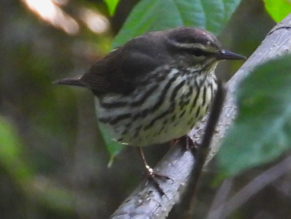 Northern Waterthrush - Eric Haskell