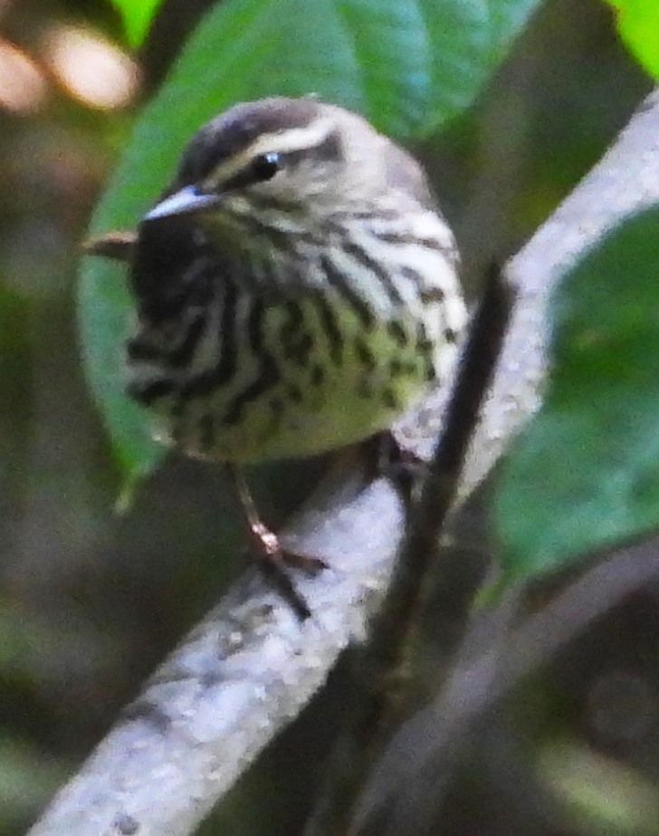 Northern Waterthrush - Eric Haskell