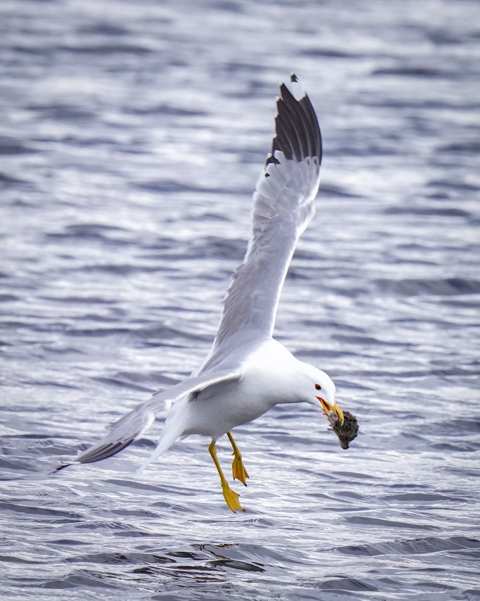 California Gull - Laura Sheets