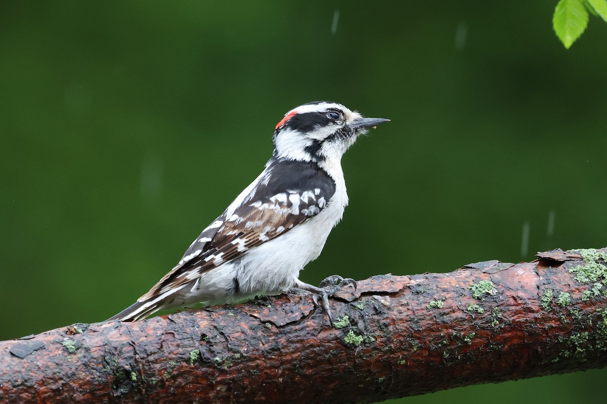 Downy Woodpecker - Mark Sak