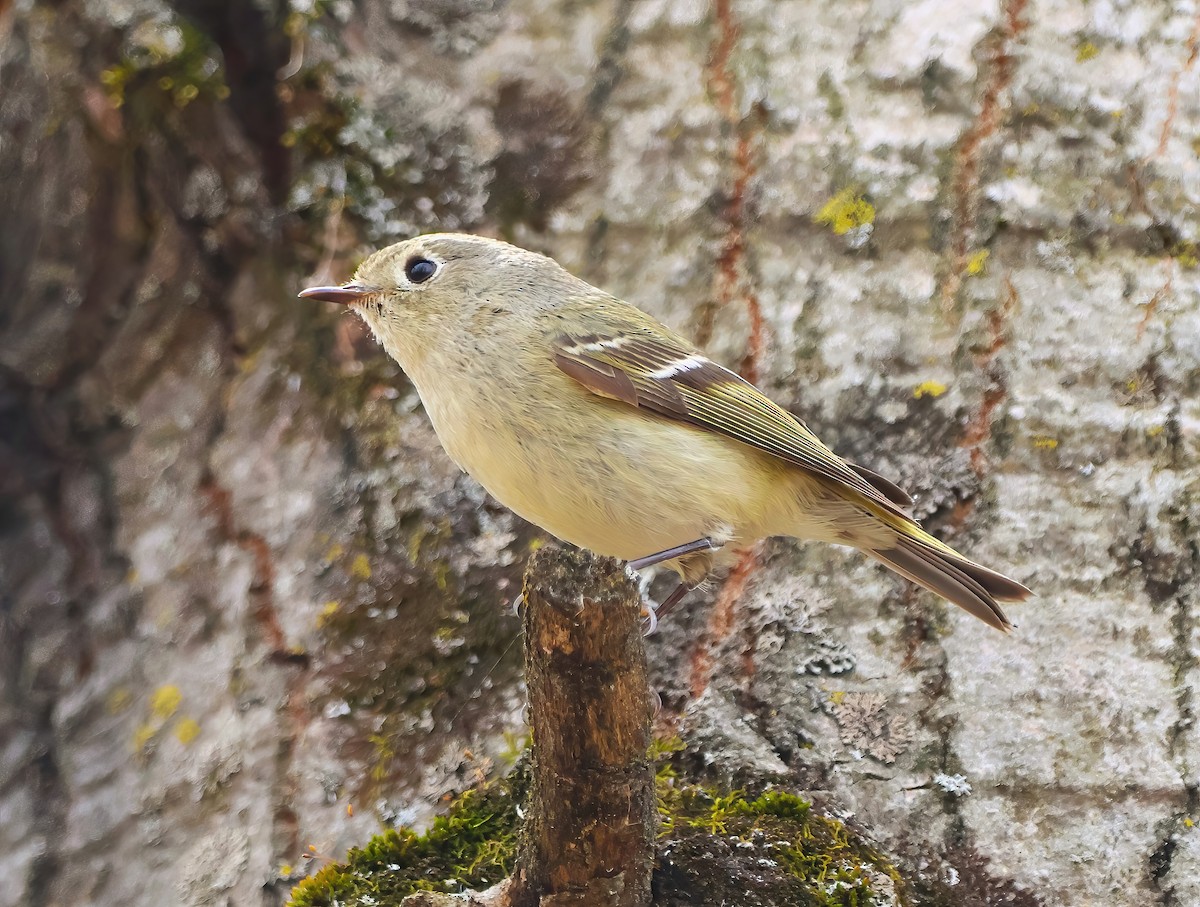 Ruby-crowned Kinglet - Eric Patry