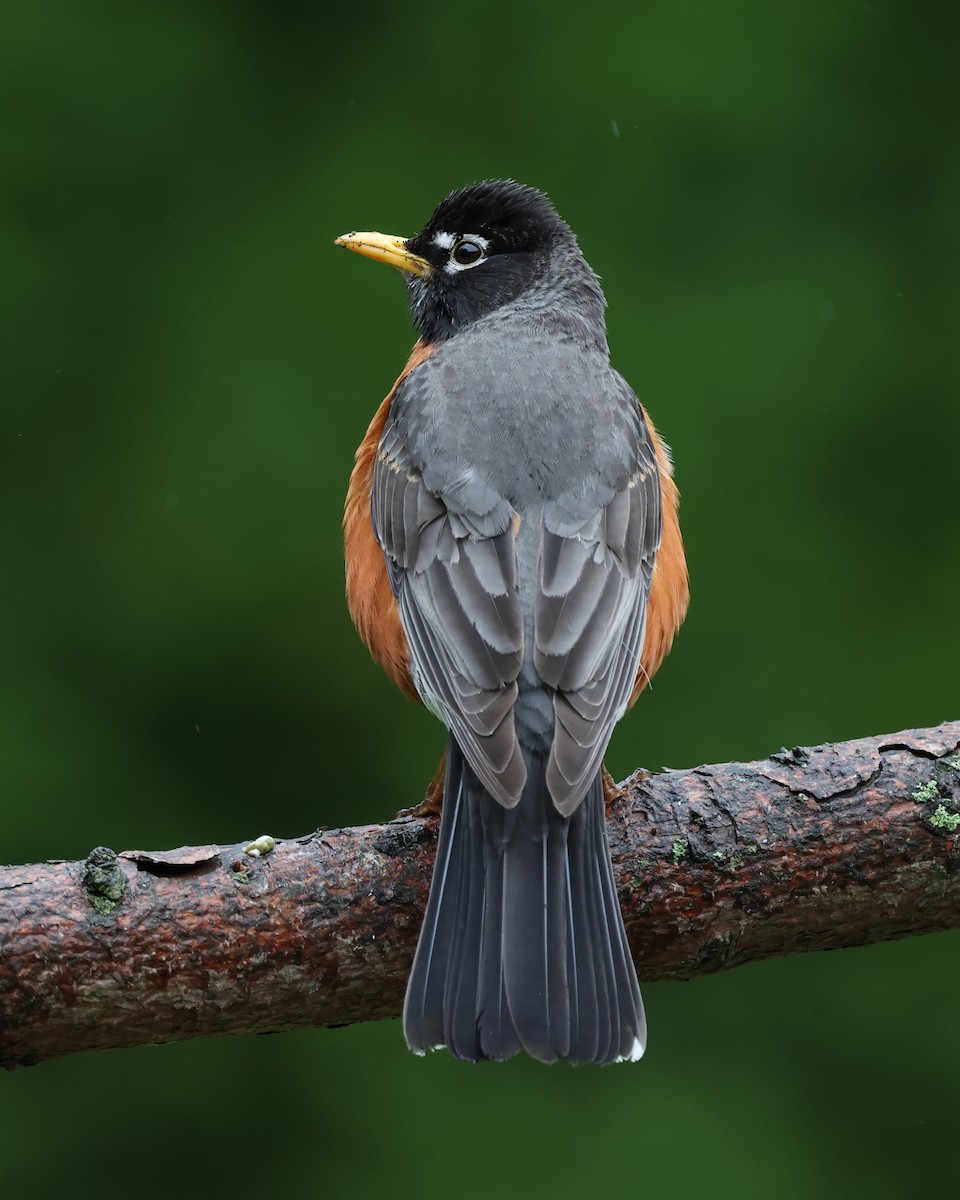 American Robin - Mark Sak