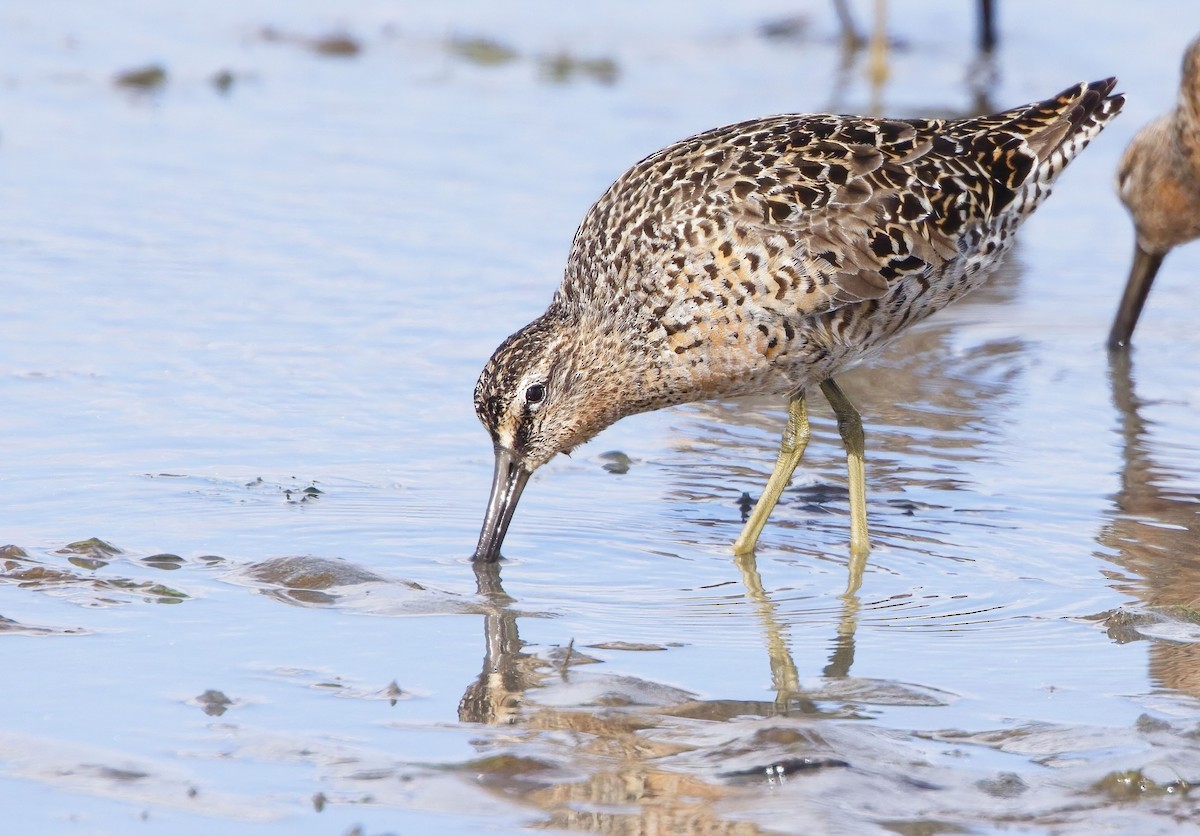 Short-billed Dowitcher - Blair Bernson