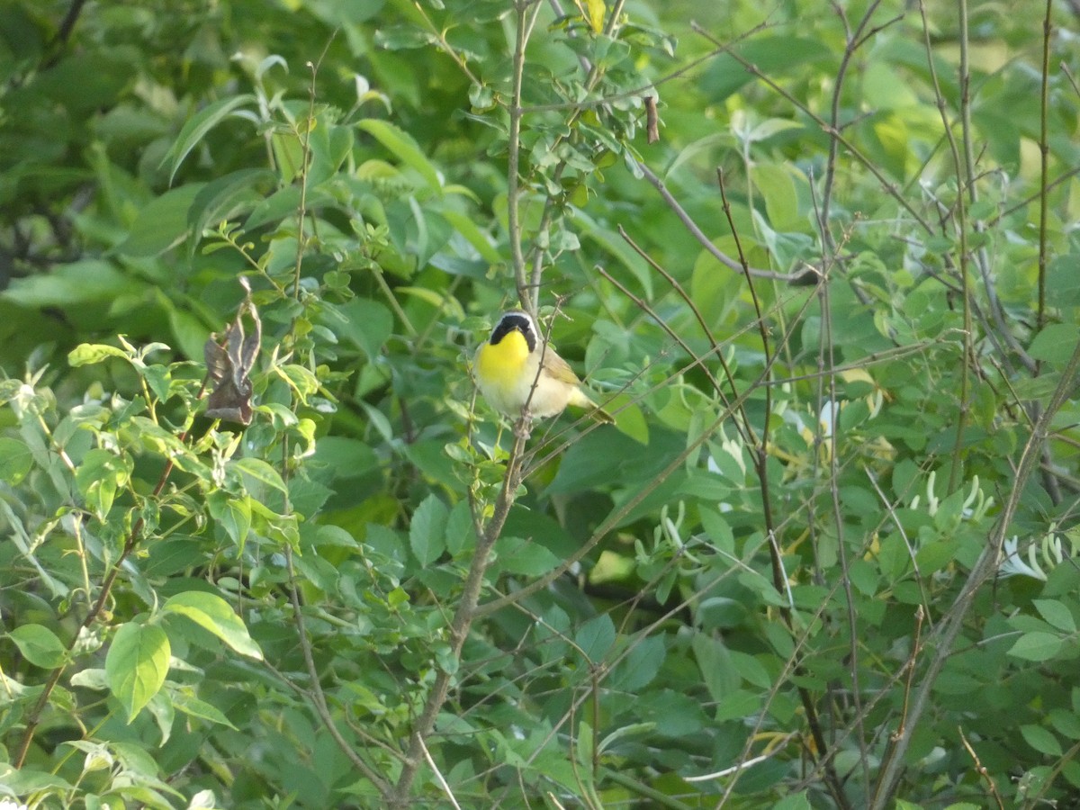 Common Yellowthroat - Matthew Matlock