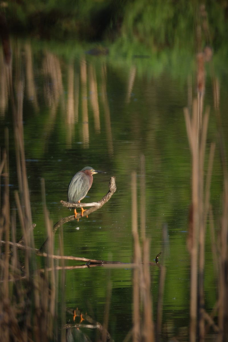 Green Heron - ML618247332