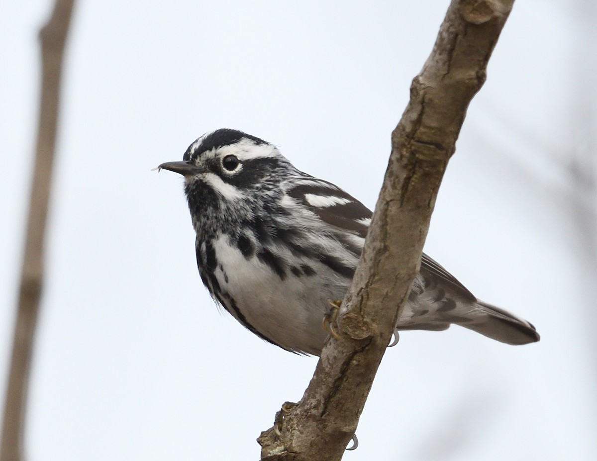 Black-and-white Warbler - Margaret Hough