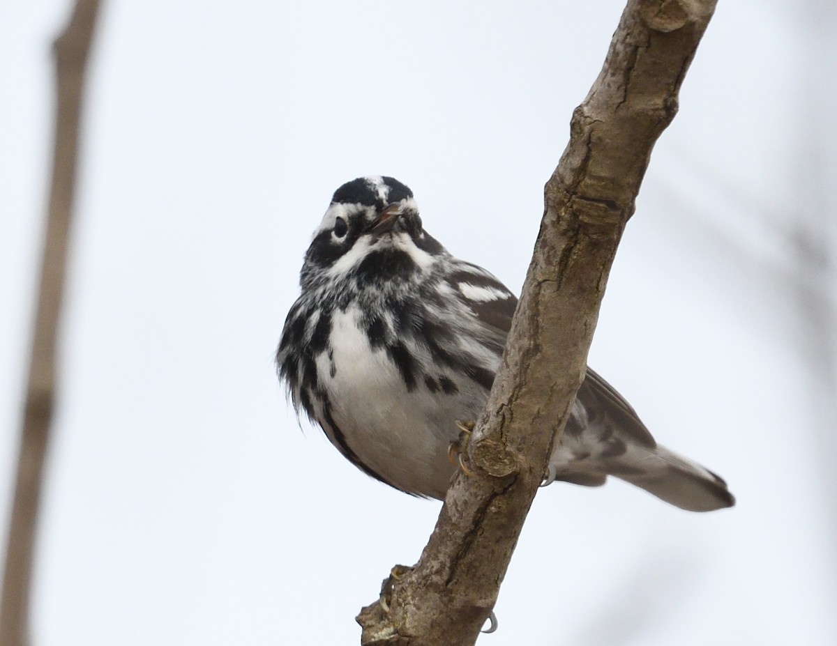 Black-and-white Warbler - Margaret Hough