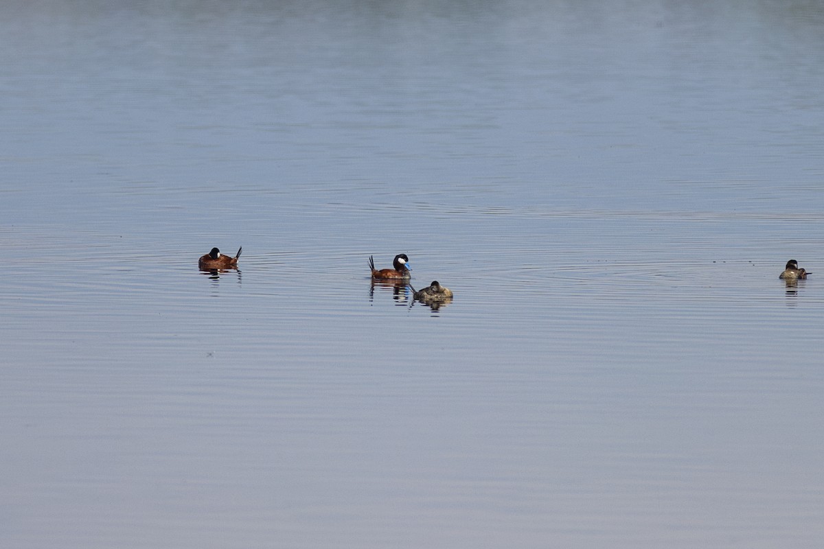 Ruddy Duck - ML618247376