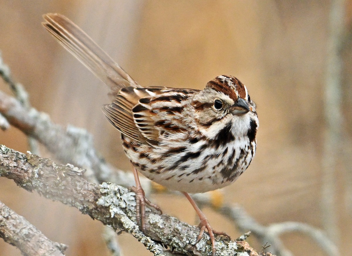 Song Sparrow - Wayne Oakes