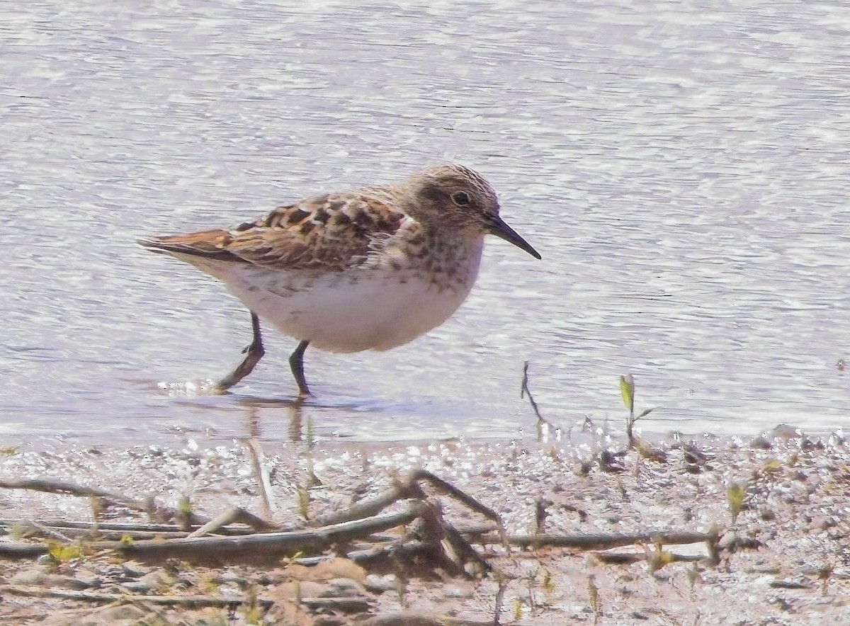 Least Sandpiper - Blair Bernson